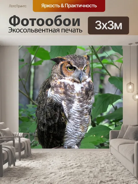 Фотообои Сова