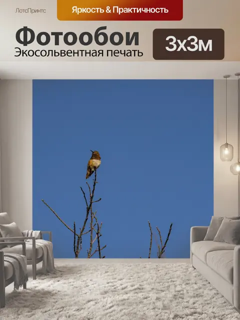 Фотообои Колибри на дереве