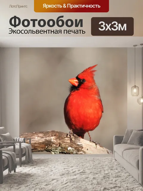 Фотообои Кардинал птица на ветке