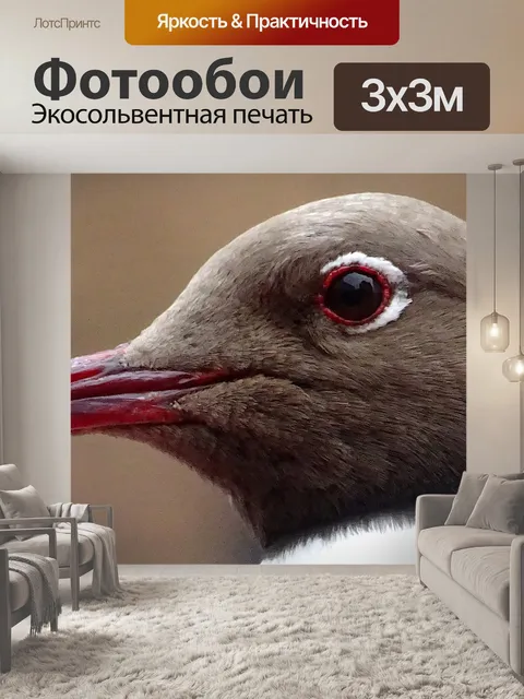 Фотообои Черная чайка крупным планом