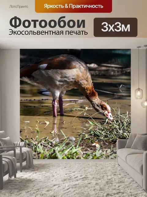 Фотообои Египетский гусь