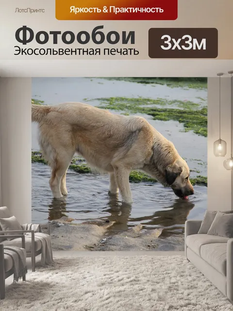 Фотообои Собака