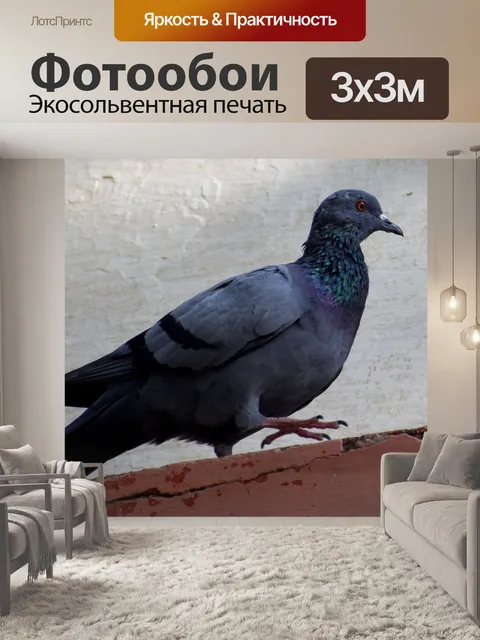 Фотообои Голубь