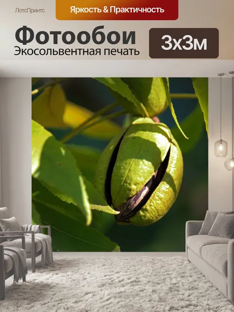 Фотообои солнечный свет на спелом орехе пекан вну