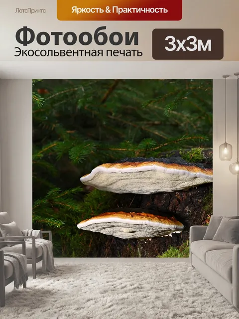 Фотообои Грибы