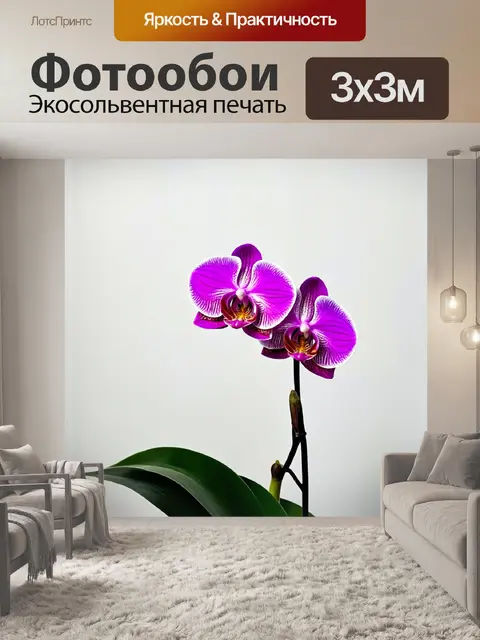 Фотообои орхидея в стиле минимализма на фоне белой стены