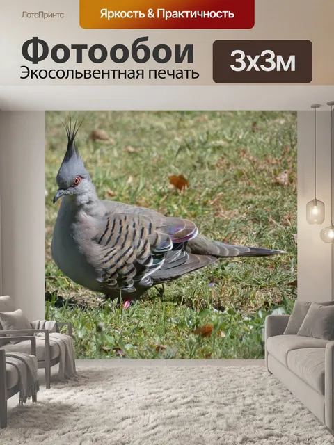 Фотообои Птица