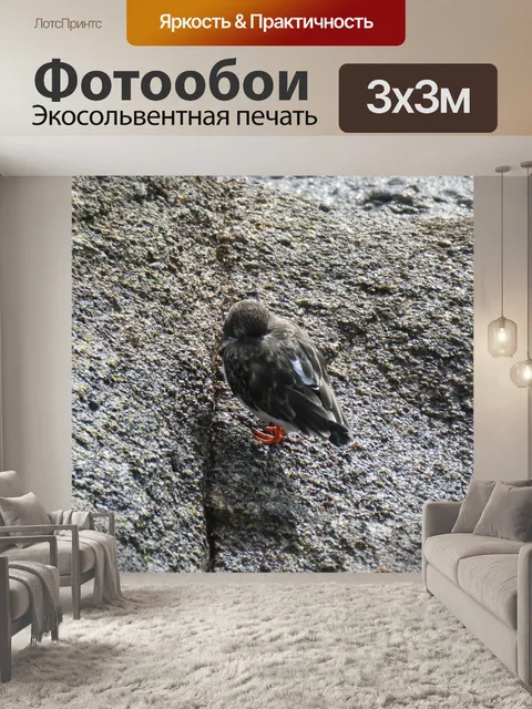 Фотообои Птица со скрытой головой