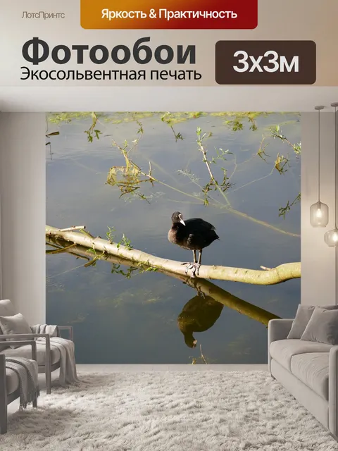 Фотообои Птица