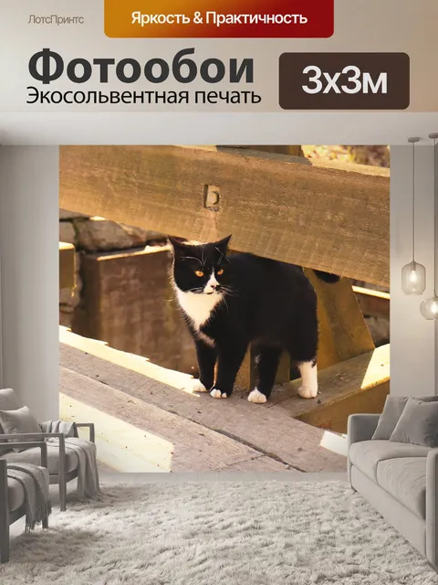 Фотообои Кошка