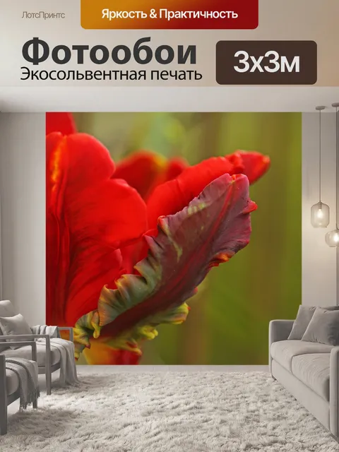 Фотообои Тюльпан