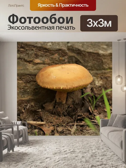 Фотообои Золотой гриб подберезовик крупным планом