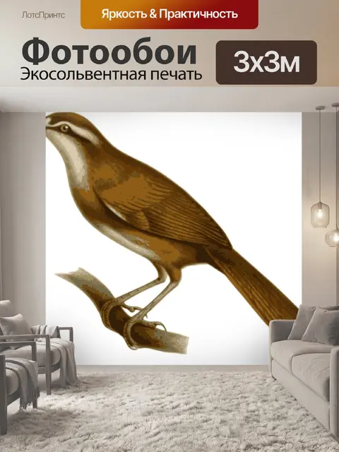 Фотообои Птица