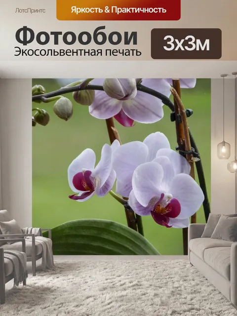 Фотообои Орхидея
