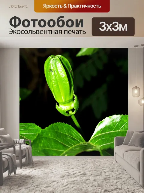 Фотообои Цветок маракуйи фото