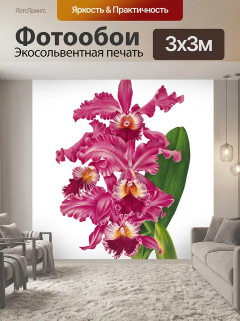 Фотообои Цветок орхидеи прозрачный