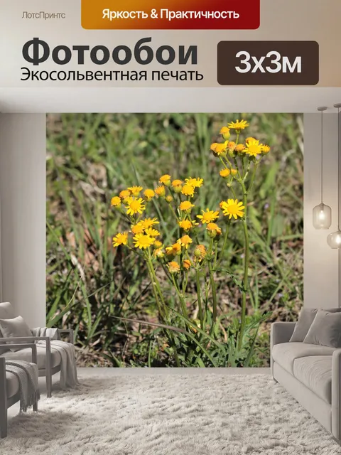 Фотообои Прейри Рагворт Полевые цветы