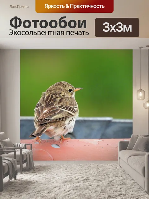 Фотообои Конек
