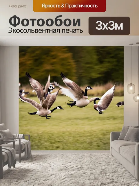 Фотообои динамическое изображение гусей, взлетающих с поля, с разлетевшимися перьями