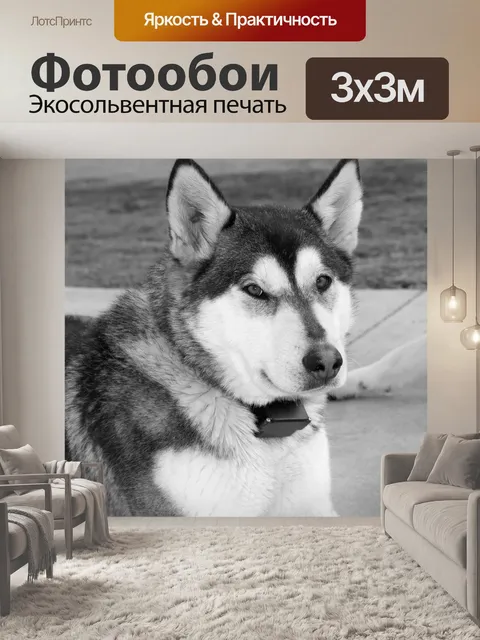 Фотообои Собака