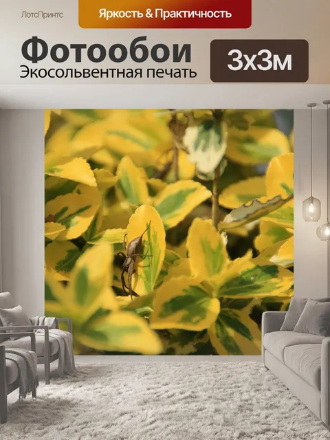 Фотообои Паук