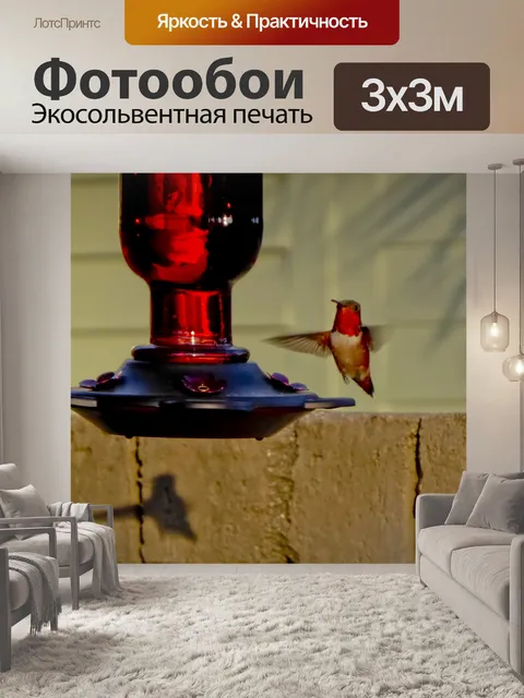 Фотообои Посадка Hummingbird на фидер