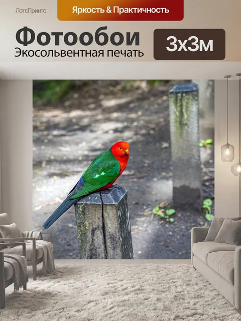 Фотообои Австралийский король попугай