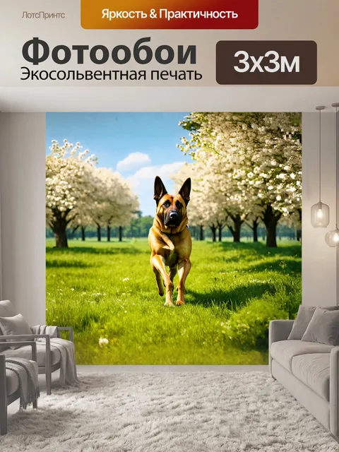 Фотообои малинуа, пастушья собака, гуляет по зеленому лугу, окруженному цветущими деревьями, в теплый весенний день…