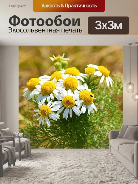 Фотообои Ромашка