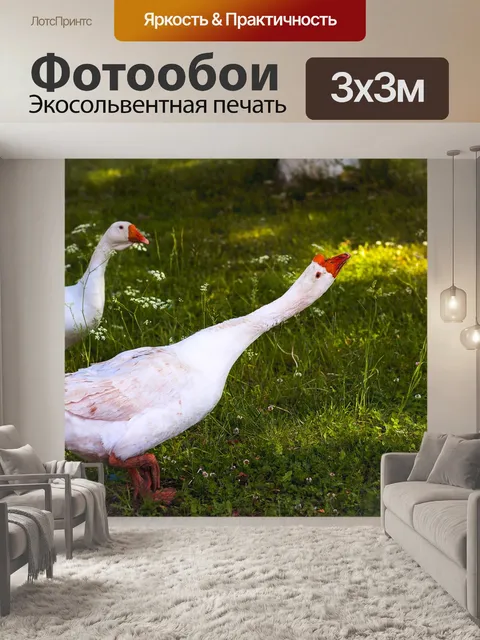 Фотообои Гуси