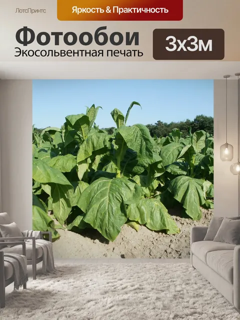 Фотообои Поля