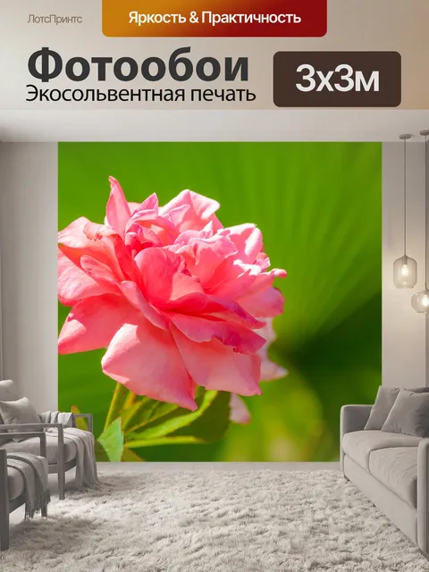 Фотообои Розовая роза