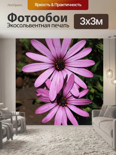 Фотообои две изящные ромашки