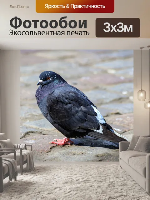 Фотообои голубь