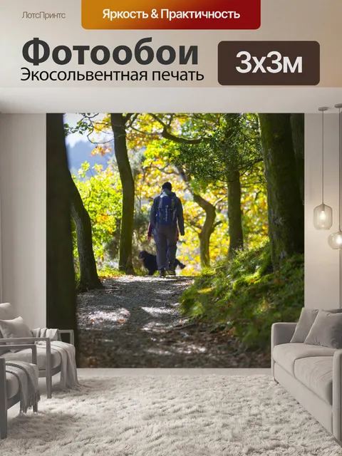 Фотообои лес