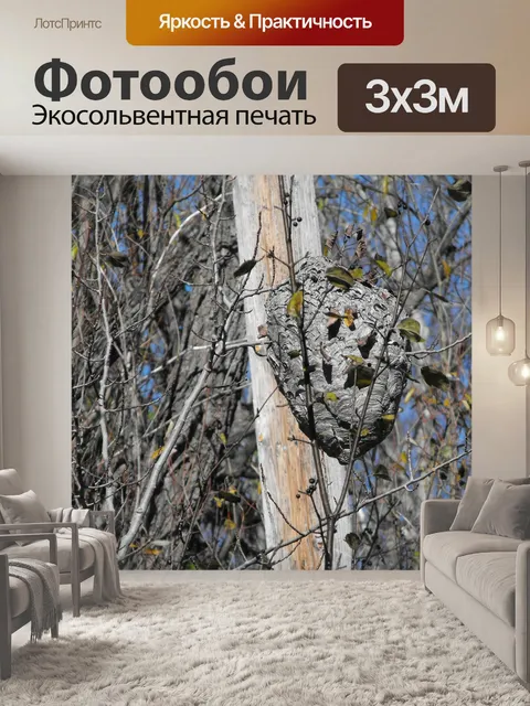 Фотообои Лес