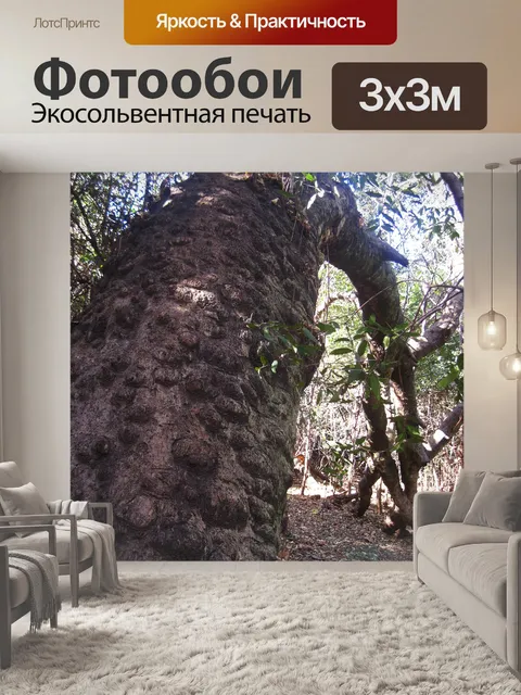 Фотообои ствол реки буш ивы дерево