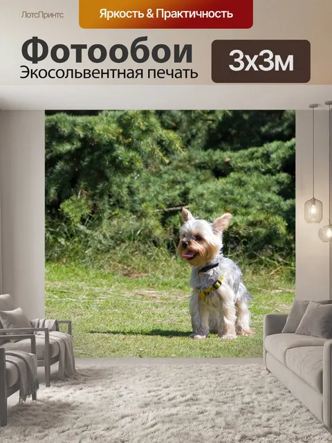 Фотообои Собака