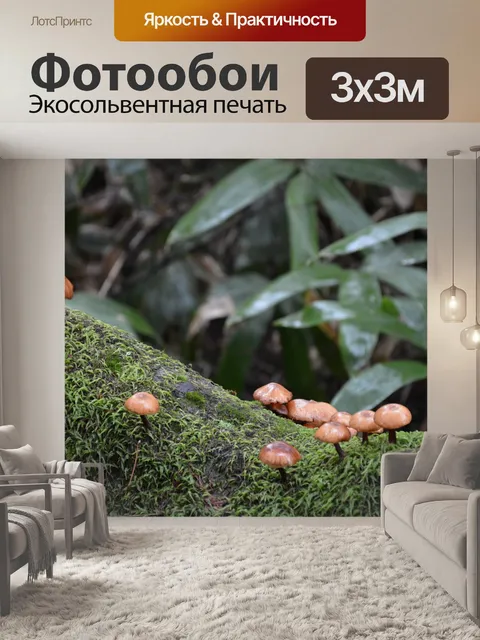 Фотообои Гриб