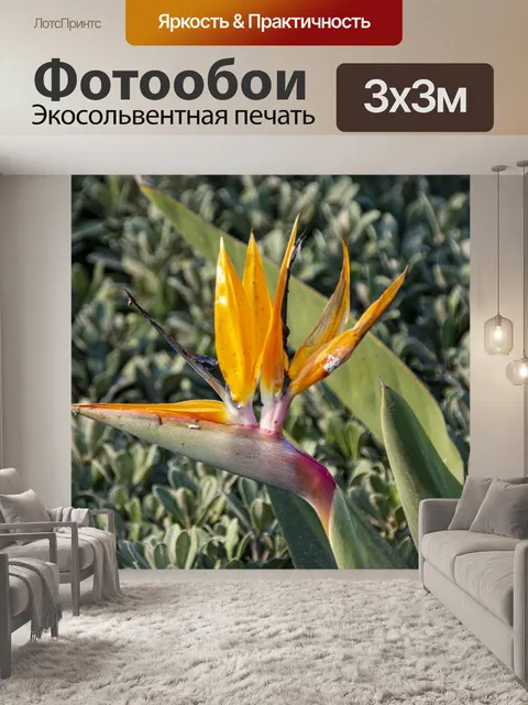 Фотообои Райская птица