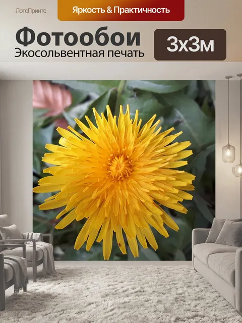 Фотообои Осот огородный