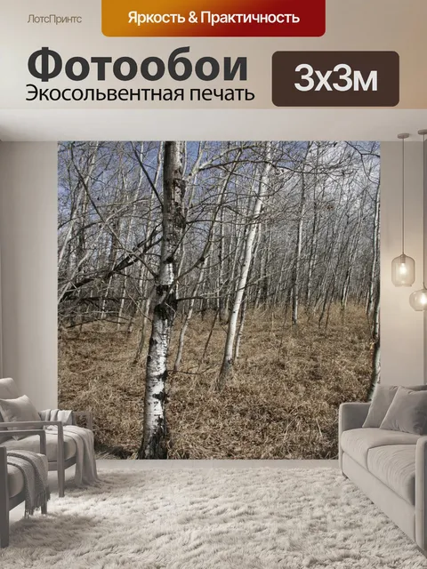 Фотообои Березы лес