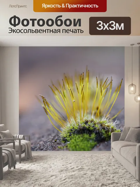 Фотообои Мох