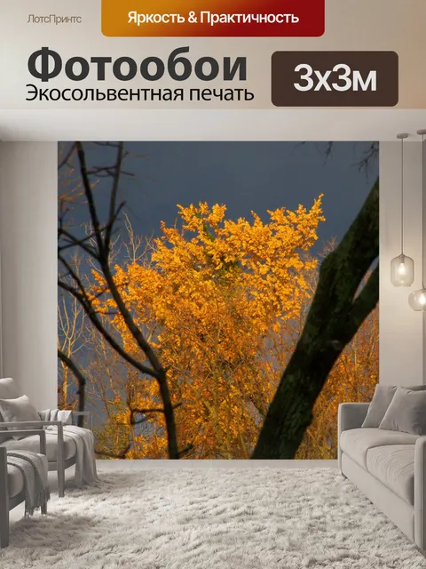 Фотообои Осенние деревья и угрожая Облачность