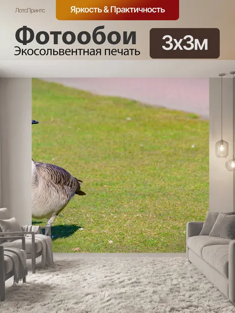Фотообои Дикие гуси