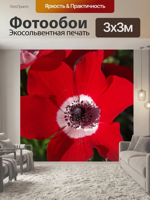 Фотообои Вид сверху на красный цветок анемона