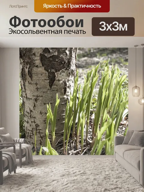 Фотообои Береза