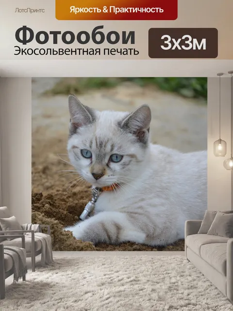 Фотообои Котенок