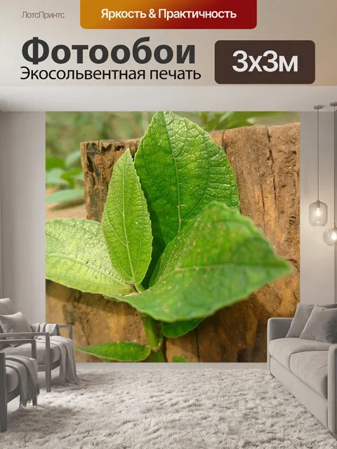 Фотообои Листья