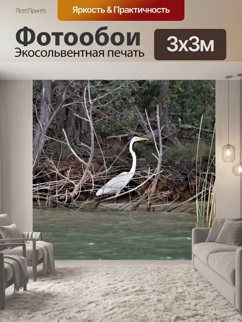 Фотообои Большая белая цапля в камышах